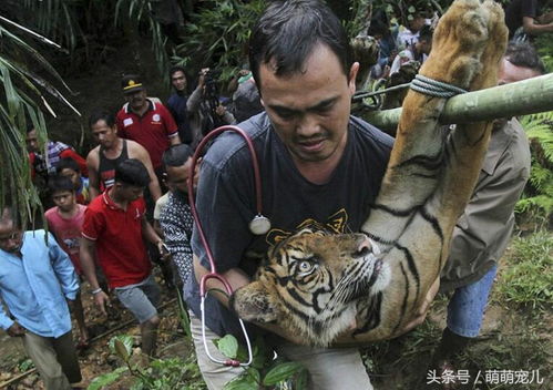 全球呼吁:苏门答腊虎的国际监测与保护需要加强