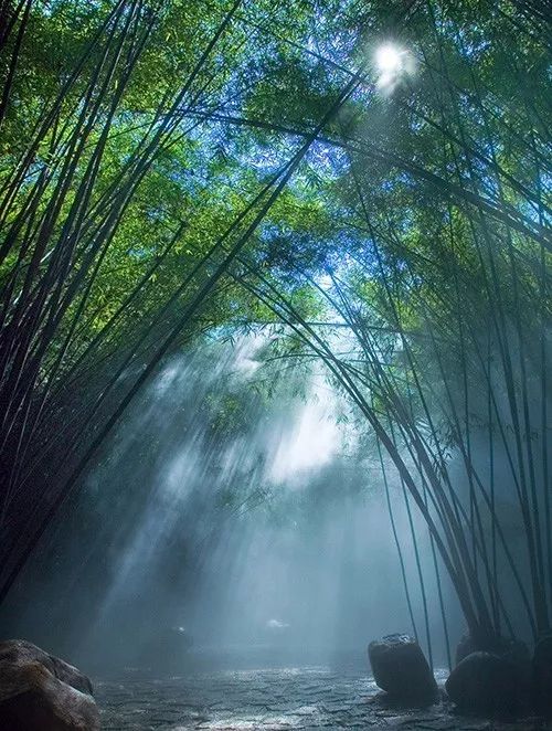 高亢婉转，它们是海南热带雨林的音乐家——音乐描述性的海南热带雨林