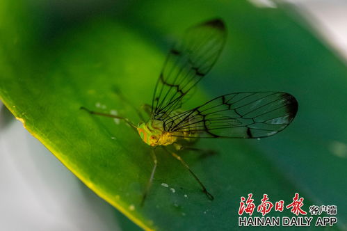 高亢婉转，它们是海南热带雨林的音乐家——音乐描述性的海南热带雨林