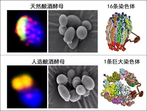 全新研究揭示：有可能存在生命的行星条件不容忽视