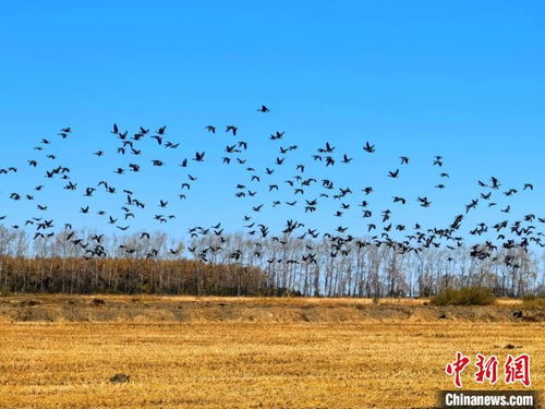 兴凯湖候鸟南迁高峰期至，每日平均过往约3.5万只