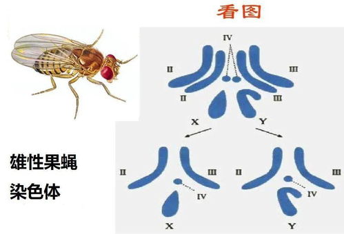 突破性进展：新发现阻止常见蛋白质聚积可逆转果蝇大脑衰老过程的科学突破