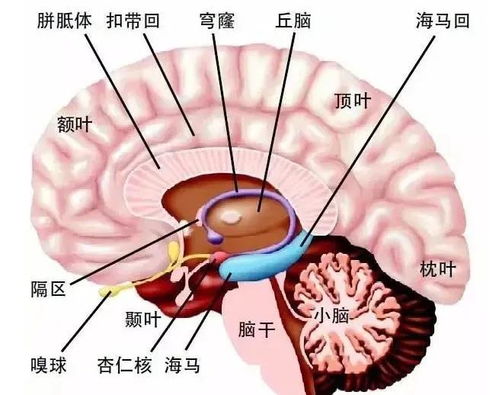 突破性进展：新发现阻止常见蛋白质聚积可逆转果蝇大脑衰老过程的科学突破