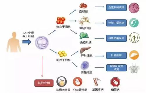 全球首个干细胞数据管理国际标准发布，中日韩德英美法等多国共同制定，助力医药科研的未来发展