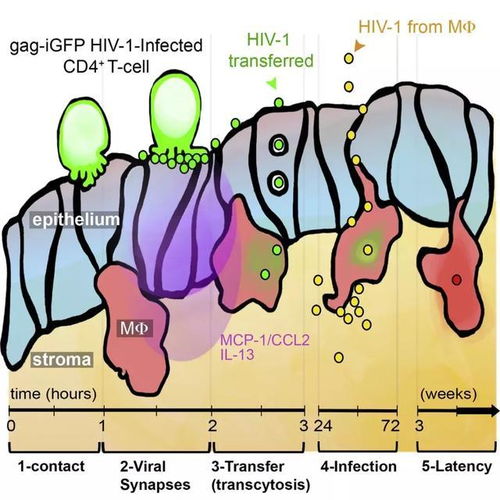 科学家首次实现实时拍摄人类排卵全过程