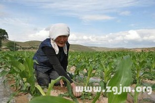 梦见玉米熟了：解读梦境背后寓意的解析