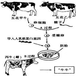 解开牛进化历程：世界顶级科学家揭示古代原牛种群遗传史