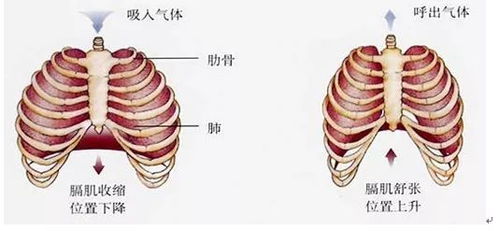 训练指南：正确的胸部和腹部呼吸方式，让你在运动中更有效率