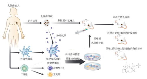 科学家揭示调控T细胞死亡的关键因素，提升免疫系统的健康水平