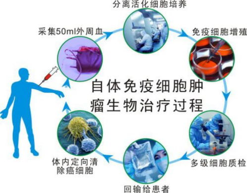 科学家揭示调控T细胞死亡的关键因素，提升免疫系统的健康水平