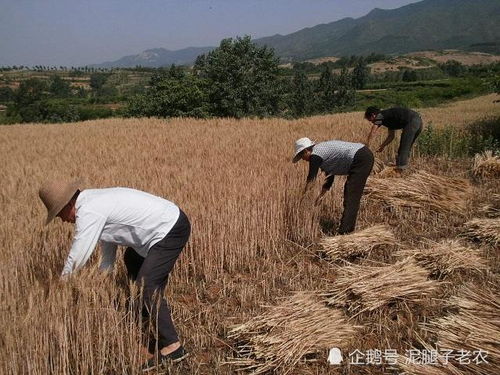 梦见别人割麦子：解读与启示