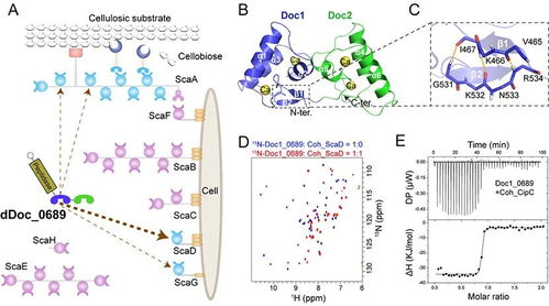 科学家揭示跨能量尺度原子核结构新奥秘，开创科学新篇章