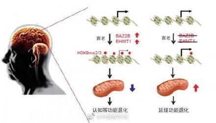 岁月无声，从手足到身体的转变：探讨一个人如何经历衰老的过程