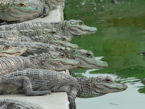 安徽扬子鳄野外种群数量突破1600条，生态环保的重要保护对象值得我们关注