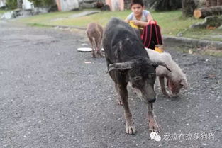 湖南山区，2岁女童失踪，警犬千里追踪寻回母子，温暖上演感人故事。