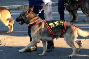 湖南山区，2岁女童失踪，警犬千里追踪寻回母子，温暖上演感人故事。