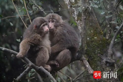 美国四只逃脱的猴已被成功捕捉，其他仍在附近的猴群仍活跃