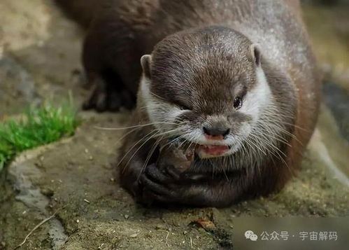 九寨沟再现罕见凶猛水獭现象，被称作水狗子：真正的淡水湖霸主，引人关注！