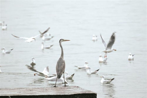 海南再现野生栗鳽纪录，填补了我国二类保护动物的空白