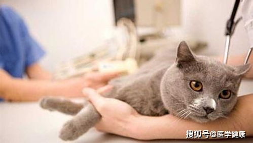 揭秘猫咪与狗狗为何会使用舌头喝水：原因解析