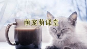 揭秘猫咪与狗狗为何会使用舌头喝水：原因解析