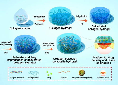 《Adv. Sci.》中的张迪教授：纤维性水凝胶研究动态：性能、应用及前景概述