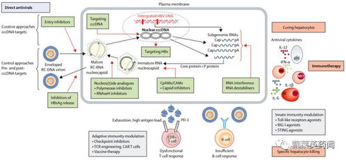 乙型肝炎治疗新进展：抗体/siRNA组合疗法的最新研究成果公布