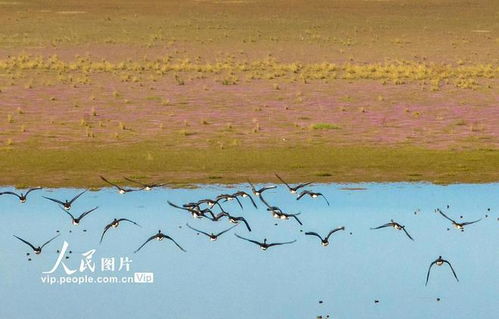 鄱阳湖迎来越冬候鸟迁徙高峰，丰富资源助候鸟繁衍