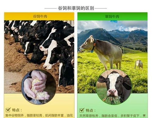 全球牛肉价格为什么‘牛气十足’？原因揭示了消费者的期待与现实的差异