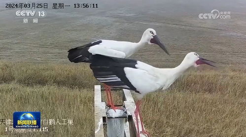 鄱阳湖候鸟迁徙高峰期已至，成为全球关注焦点！