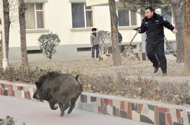 吉林桦甸男子遭野猪袭击麻醉无效，最后由警方击毙