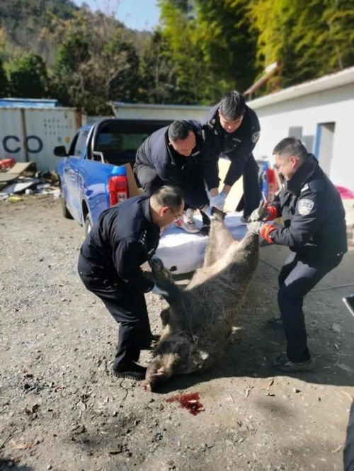 吉林桦甸男子遭野猪袭击麻醉无效，最后由警方击毙