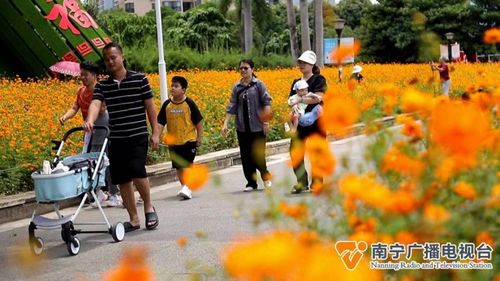 广州一处独特景点：百万株菊花盛开，盛放期美不胜收