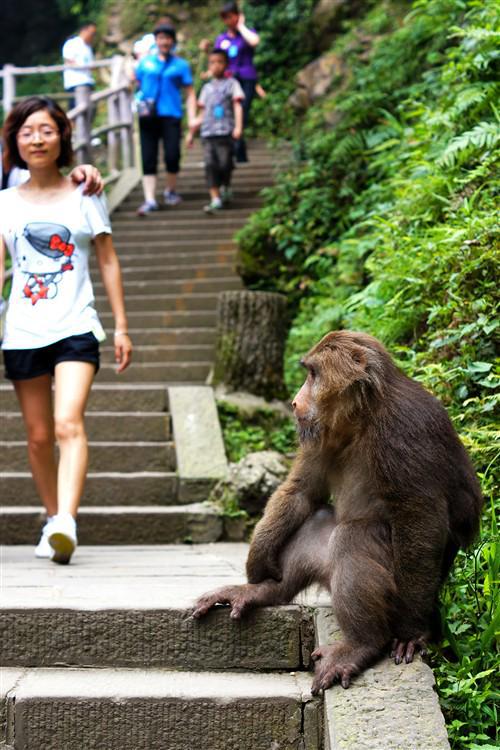 峨眉山猴子撕咬小女孩事件？景区已确认：新曝光视频，无游客伤亡案发生