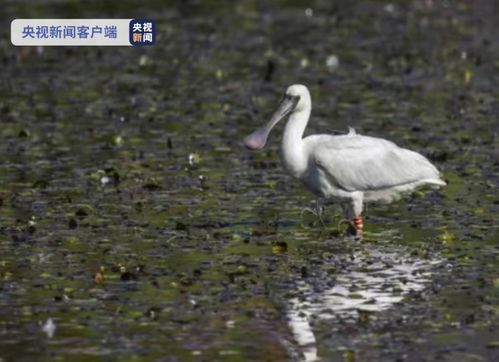 罕见：30余只‘鸟中大熊猫’黑脸琵鹭群戏水觅食的壮观场景