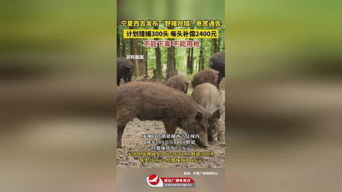 300头！宁夏西吉猎捕野猪行动圆满落幕