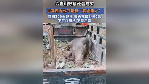 300头！宁夏西吉猎捕野猪行动圆满落幕