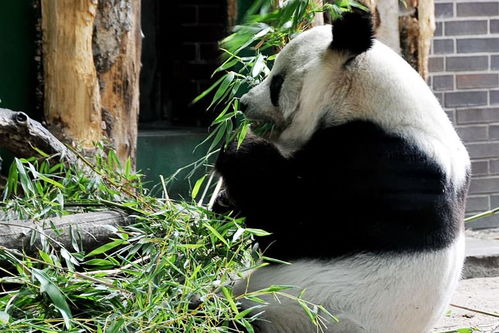 震撼柏林！排长队只为一睹罕见的熊猫宝宝