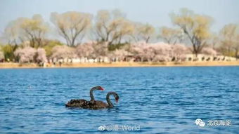 颐和园黑天鹅湖中的家庭欢乐时光：一场充满生机与活力的游弋之旅