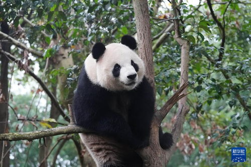 大熊猫星秋和怡兰启程前往澳洲阿德莱德动物园