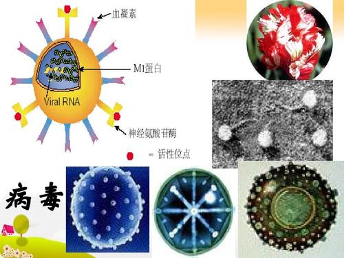 科学家呼吁：严禁复制与创造镜像生命，以保护全球健康与生物多样性